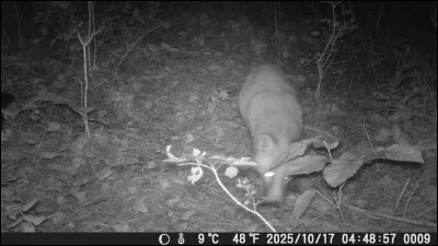 De ces trois esp&egrave;ces de renards, laquelle existe vraiment ?