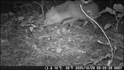 Au Japon, comment nomme t-on l'esprit renard ?