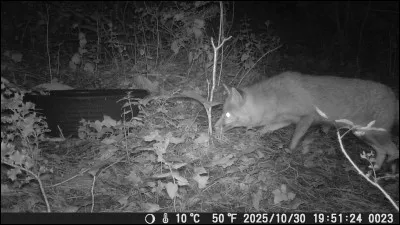 Dans quel pays peut-on visiter l'Ile aux renards ?