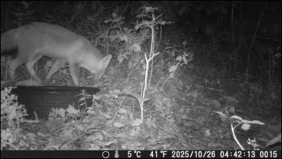 Que f&ecirc;tent les habitants de Villefranche-du-Queyran en Occitanie ?