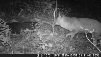Il existe un jeu de strat&eacute;gie pour les plus petits appel&eacute; ...