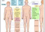 Quiz Que savez-vous du corps humain ?