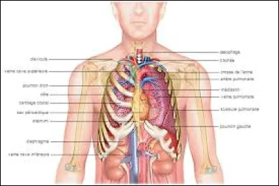 Quel est l'os le plus long du corps humain ?