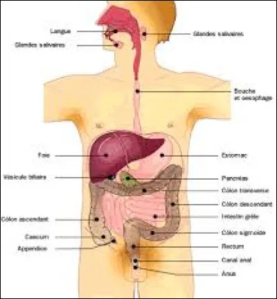 Quel organe est essentiel &agrave; la respiration ?