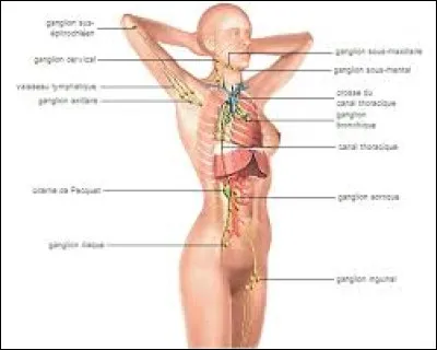 Quel organe contr&ocirc;le l'ensemble du corps ?