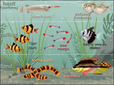 Parmi ces poissons, lesquels vivent en eau douce ?