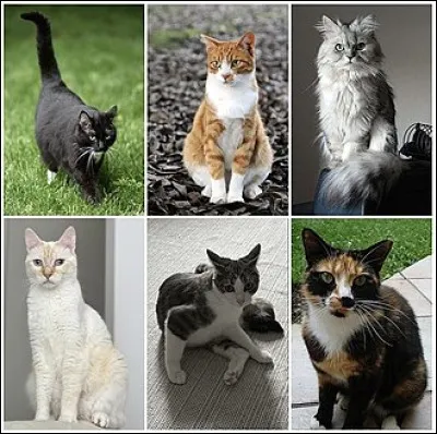 Concernant la communication des chats :