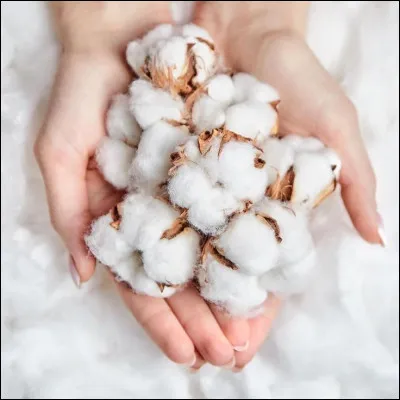 Qu'est-ce que le coton ?
