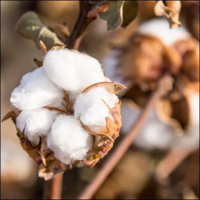 Qui chante en 2000 : "Moi je m'appelle Lolita / Col&eacute;reuse et pas, mi-coton, mi-laine..." ?