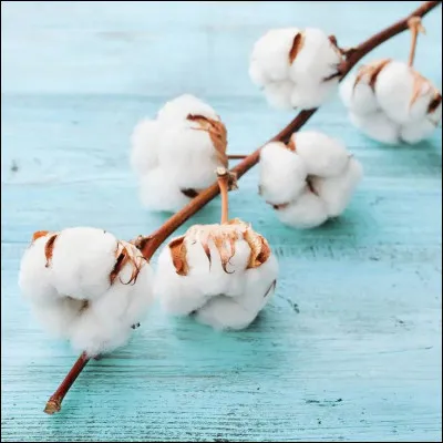 A quel dramaturge et &eacute;crivain am&eacute;ricain, chant&eacute; par Johnny, doit-on la pi&egrave;ce "Vingt-sept remorques pleines de coton" en 1945 ?