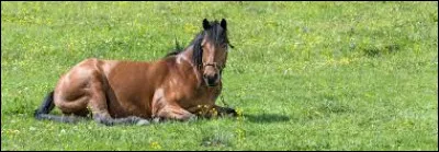 Si un cheval ne mange plus et reste couch&eacute; c�est que le cheval est�