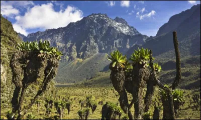 Dans quel pays se trouve le parc national Rwenzori Mountains ?