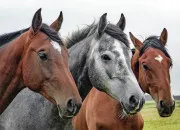 Test Quel cheval es-tu ?