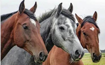 Quiz Test de personnalit�