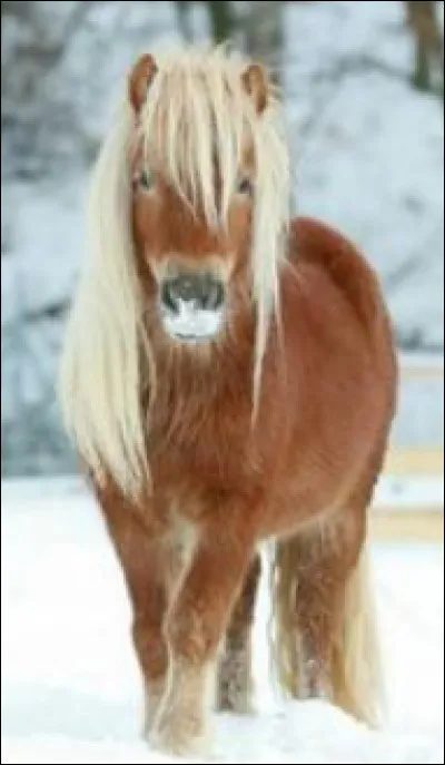 Que pr&eacute;f&egrave;res-tu entre :