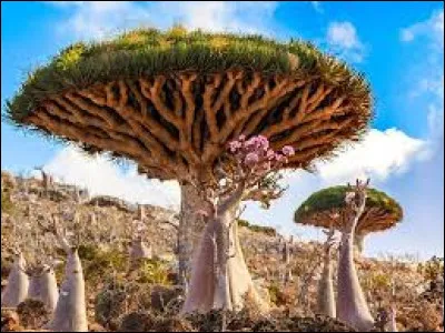 De quel pays fait partie l'&icirc;le de Socotra situ&eacute;e dans l'oc&eacute;an Indien ?