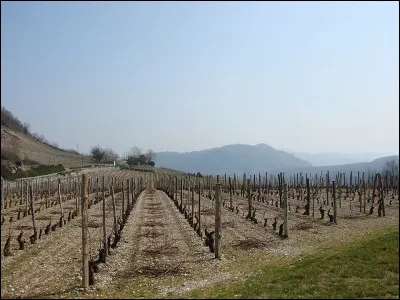 Quelle chanteuse a fait partie des coll&eacute;giennes de la chanson et du groupe Cr&euml;che ?