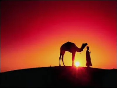 Les m&eacute;duses n'ont ni cerveau ni c�ur.