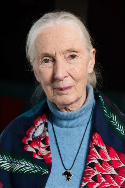 Quel animal &eacute;tait sous la protection de Jane Goodall, qui est d&eacute;c&eacute;d&eacute;e le 1er octobre 2025 ?