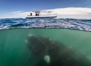 Quiz La taille des plus incroyables cr�atures