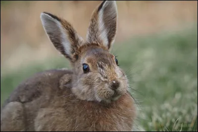 Quelle taille fait environ le lapin de garenne ?