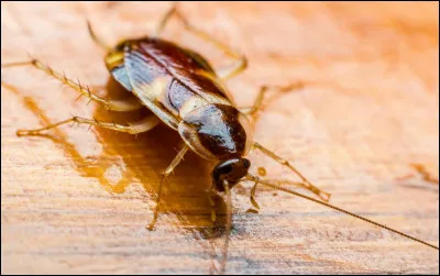 Quelle taille fait environ le cafard ?