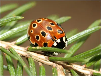 Quelle taille fait environ la coccinelle ?