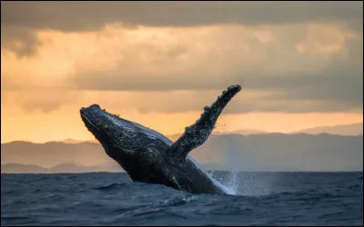 Quelle taille fait environ la Baleine &agrave; bosse, en longueur ?&Ccedil;a sera toujours en longueur et les animaux quand il sont adultes