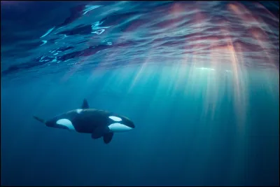 Quelle taille fait environ l�orque ?