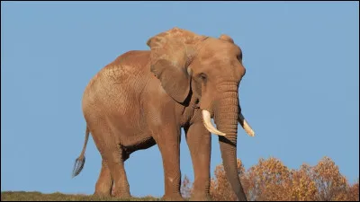 Quelle taille fait environ l�&eacute;l&eacute;phant ?