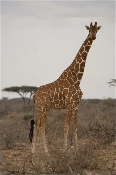 Quelle taille fait environ la girafe ?
