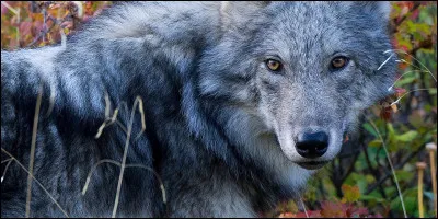 Quelle taille fait environ le loup ?