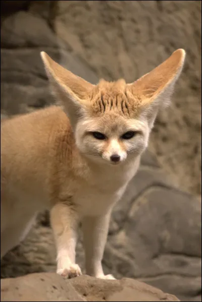 Quelle taille fait le fennec ?