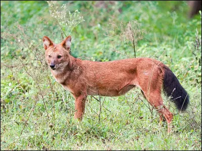Travers&eacute;e par la Clauge.