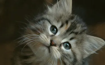 Quiz Test de personnalit�