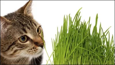 Tu d&eacute;couvres une pousse d'herbe &agrave; chat tr&egrave;s rare. Que fais-tu ?