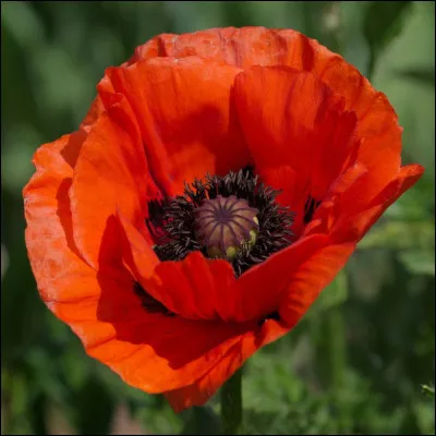 De quelle plante a-t-on besoin pour endormir ou soulager une douleur vive ?