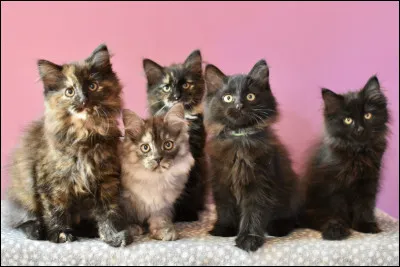 Tu re&ccedil;ois ton d&eacute;funt p&egrave;re en r&ecirc;ve. Il te dit d'avoir des chatons et d'en donner au Clan rival mais il ne veut pas t'en dire plus (en plus, ce sera romper l'ordre des gu&eacute;risseurs et le code du guerrier) !