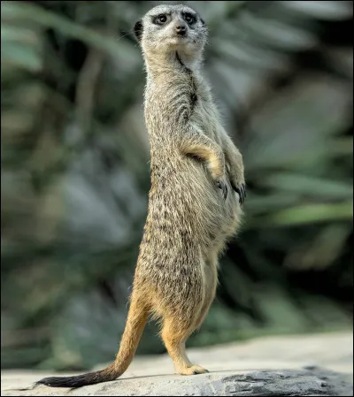 Pourquoi les suricates se tiennent-ils debout ?