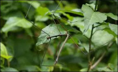 Le dragonnier de Socotra est-il un animal ou une plante ?