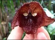 Quiz C'est un animal ou une plante ? (2)