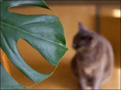 Le moringa est-il un animal ou une plante ?