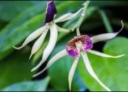 Quiz C'est un animal ou une plante ? (3)