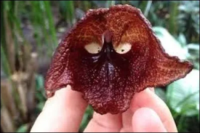 Le sarracenia est-il un animal ou une plante ?