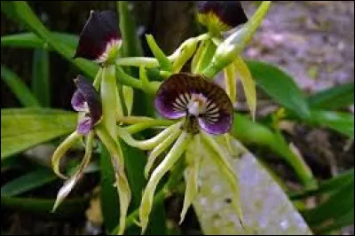 Le kakariki est-il un animal ou une plante ?