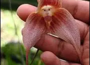 Quiz C'est un animal ou une plante ? (4)