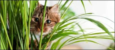 Le protea est-il un animal ou une plante ?