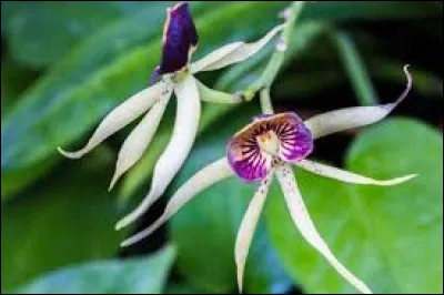 Le tupaia est-il un animal ou une plante ?