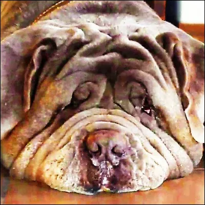 Quel r&eacute;alisateur fran&ccedil;ais a fait tourner son fils Ben dans le film "Mon chien Stupide" ?