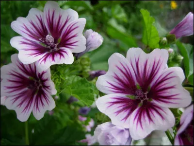 L'althea, plante &agrave; fleur vivace ou annuelle, porte cet autre nom plus connu, lequel ?